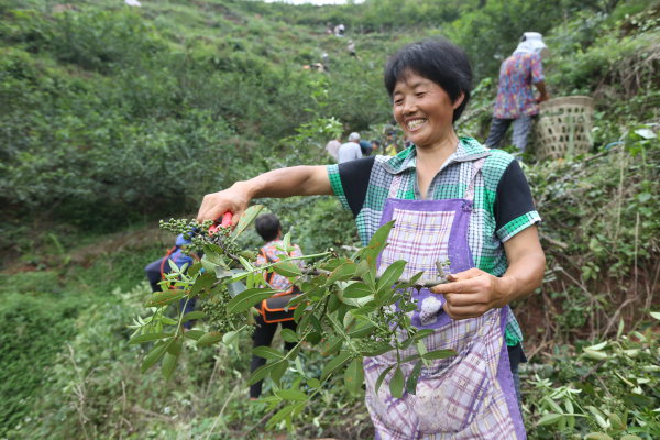 四川青神：藤椒产业助农致富