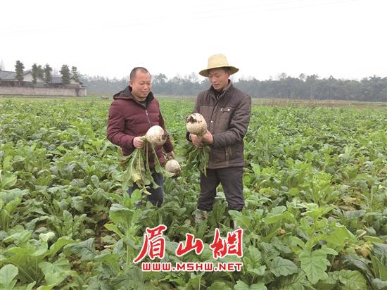 三宝镇萝卜喜获丰收。.jpg 三宝镇萝卜喜获丰收。.jpg