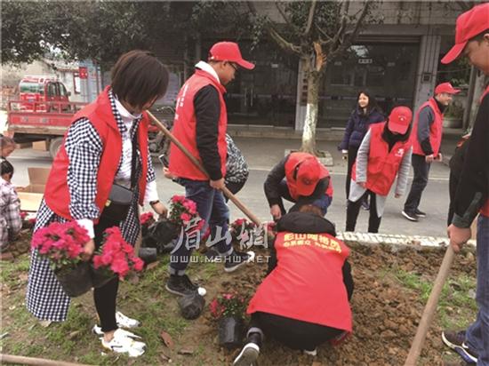 志愿者正在种植杜鹃花。.jpg 志愿者正在种植杜鹃花。.jpg