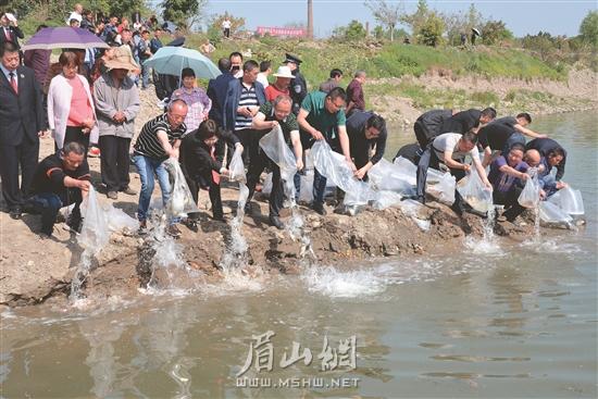 众人一起向岷江河放养鱼苗10000余尾。.jpg 众人一起向岷江河放养鱼苗10000余尾。.jpg