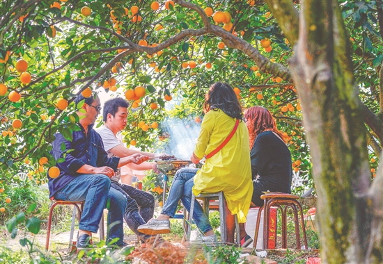 柑橘树下的小憩。.jpg