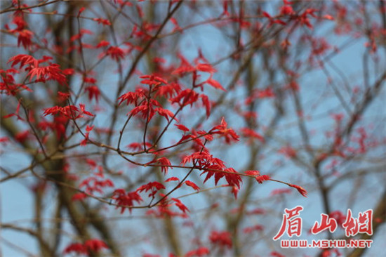 “网红”枫叶林大变身 成乡村旅游新景点