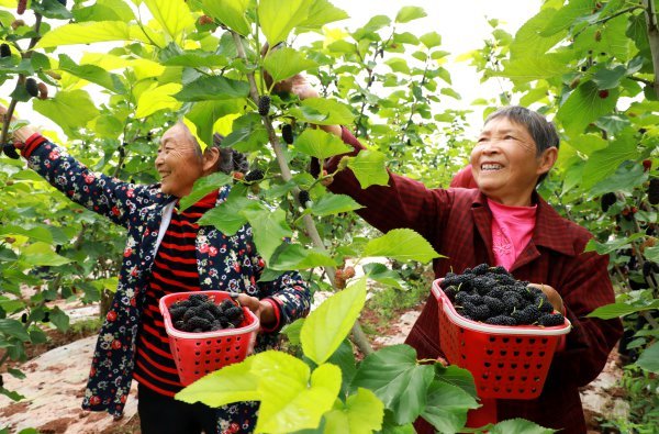当地村民正在采摘桑葚。