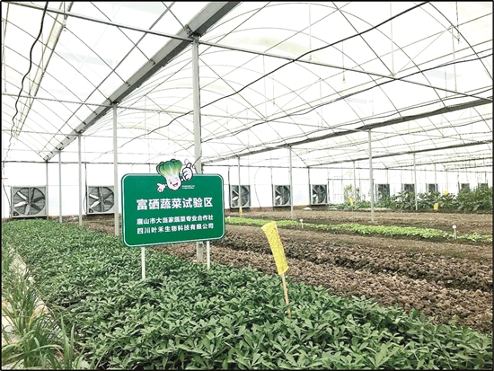 合作社富硒蔬菜试验区。