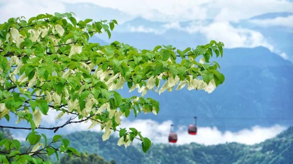  瓦屋山鸽子花。