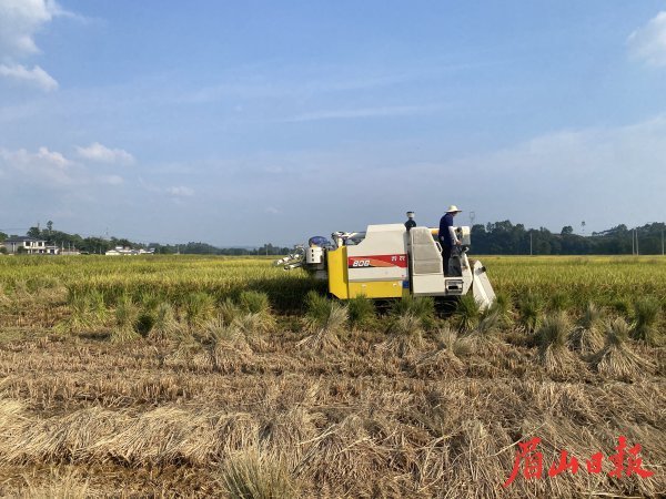 收割现场,稻草打捆。 收割现场,稻草打捆。