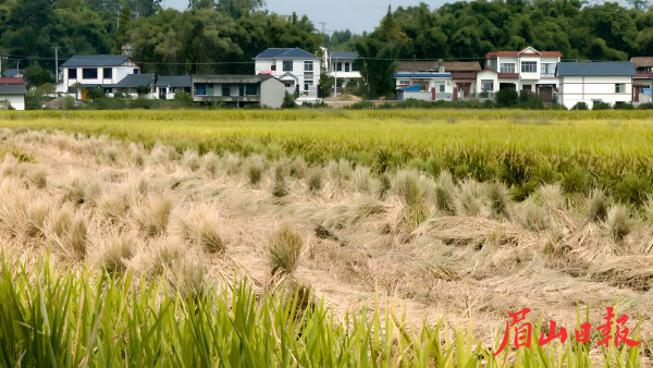 打捆的稻草。 打捆的稻草。