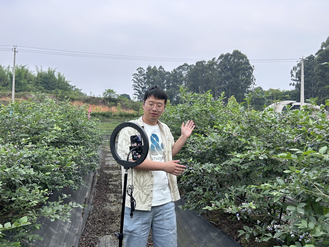 丁肇宁在蓝莓地里直播。.jpg