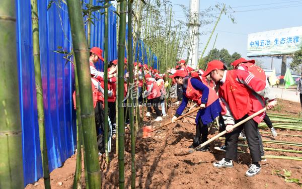 志愿者参与栽竹。余静 牟艳琳 摄.JPG