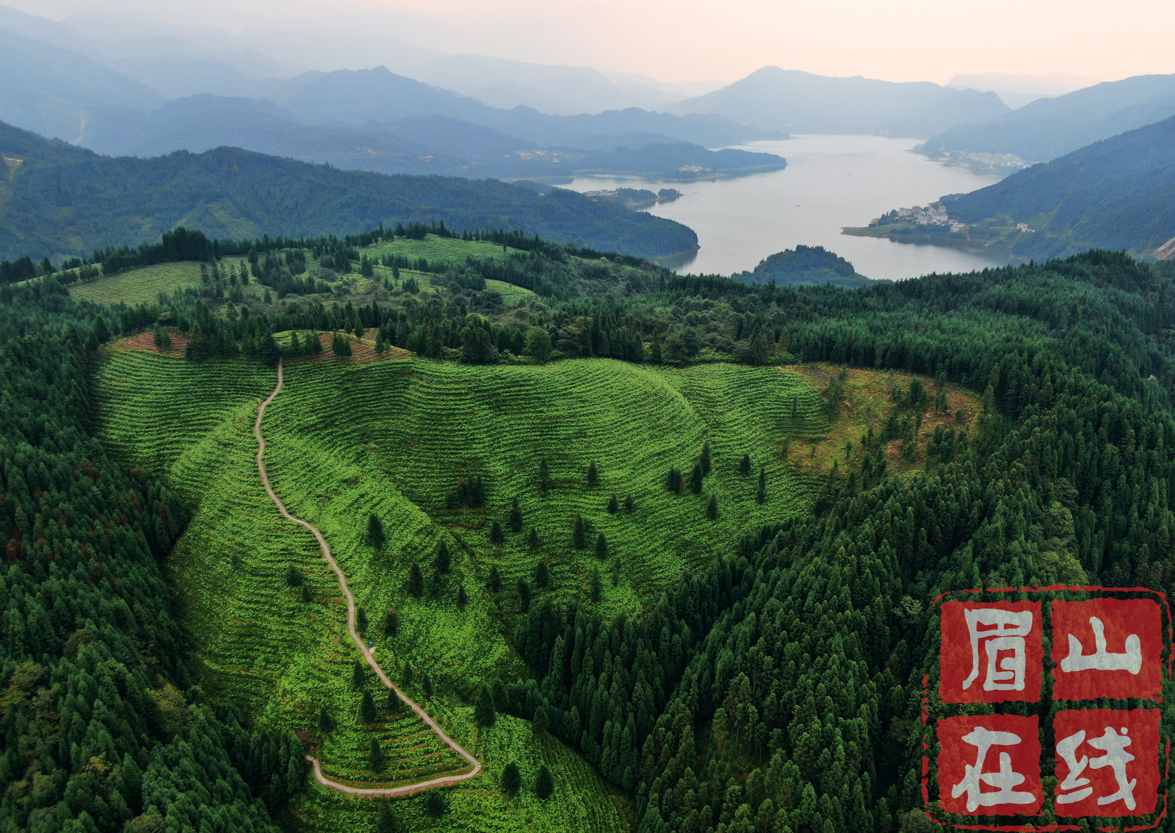 洪雅县瓦屋山镇复兴村的高山茶园