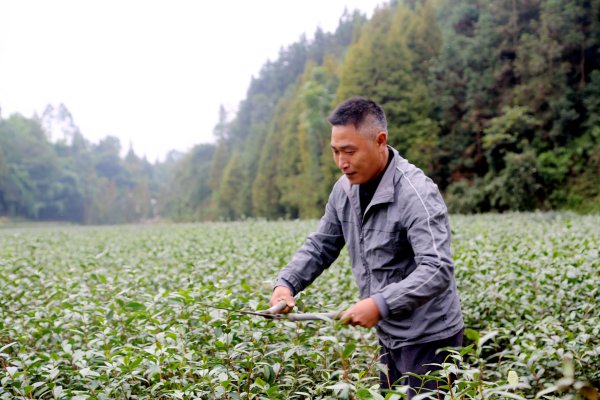 建档立卡贫困户修剪茶树。
