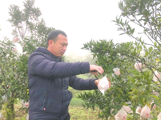 江虎在自家果园里忙碌。.jpg