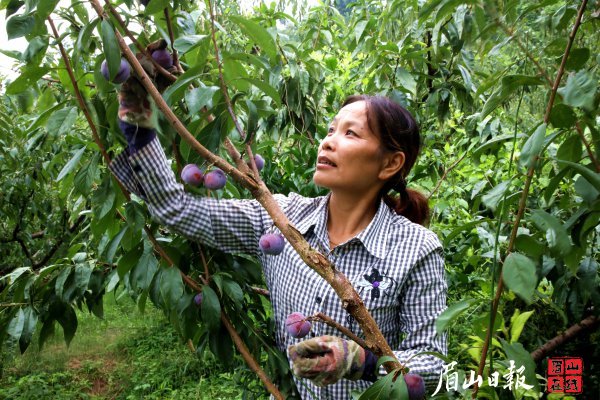 顺龙乡幸福村6组李群艳正在自家李子园内，采摘最后一批脆红李。