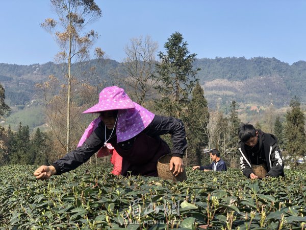 廖店村茶山上一片忙碌。