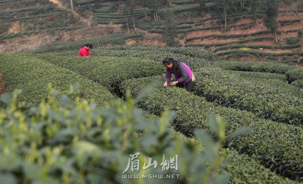 洪雅县止戈镇青杠坪村的茶农在采摘、制作春茶。姚永亮 摄