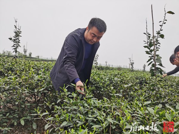 付志洪查看春茶生长情况。