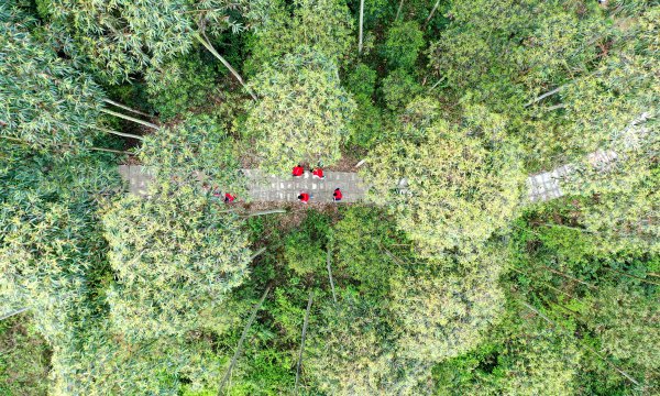 行走在森林中的护林队。