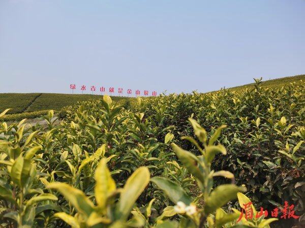 东坡区思蒙镇工农村黄金茶产业园。 东坡区思蒙镇工农村黄金茶产业园。