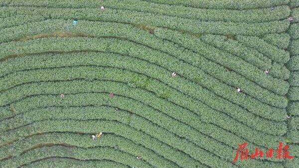 茶农采茶忙。 茶农采茶忙。