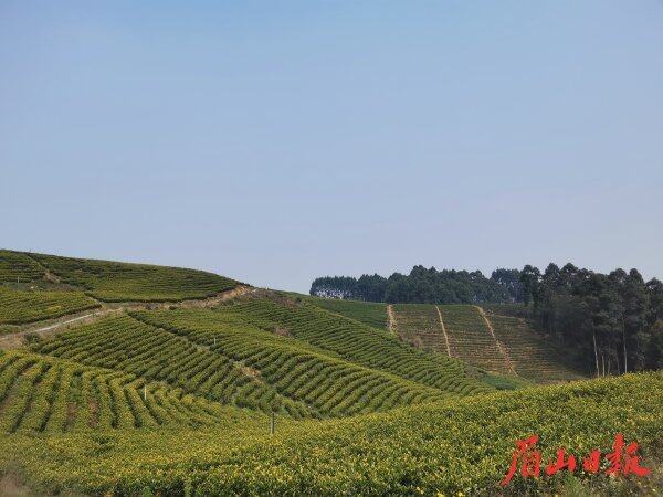 茶山延绵。 茶山延绵。