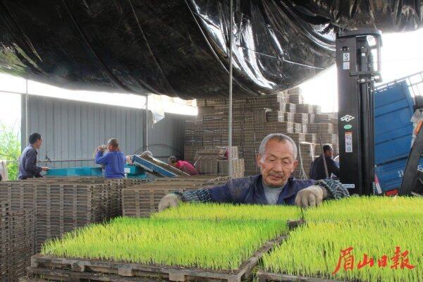 机械化育秧,秧苗成活率高、长势好。 机械化育秧,秧苗成活率高、长势好。