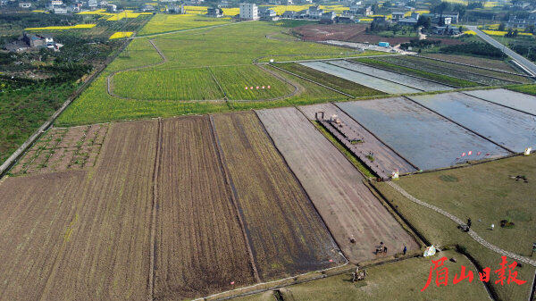 丹棱县科学粮油专业合作社鱼稻共生基地。 丹棱县科学粮油专业合作社鱼稻共生基地。