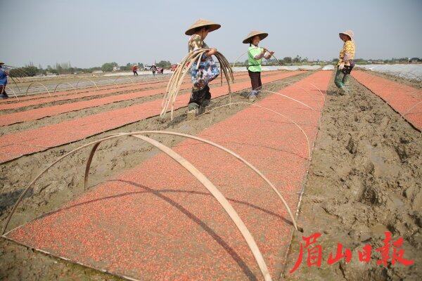 安插育秧片 安插育秧片