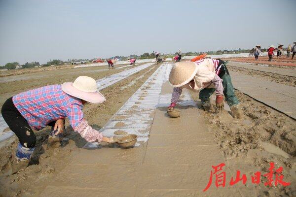 村民正在秧盘上覆泥。 村民正在秧盘上覆泥。