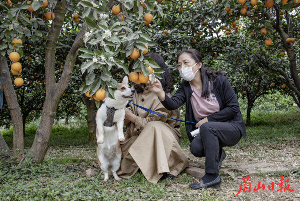 市民享受橘林时光。