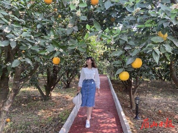  行走柑橘林，身心放松。