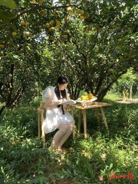  柑橘林下享“阅”。