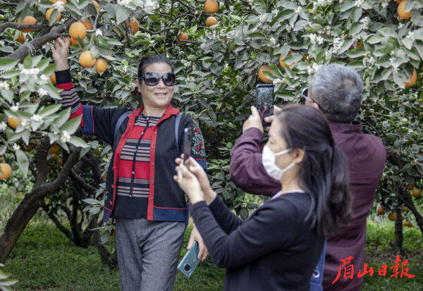  游人正在果树下拍照。