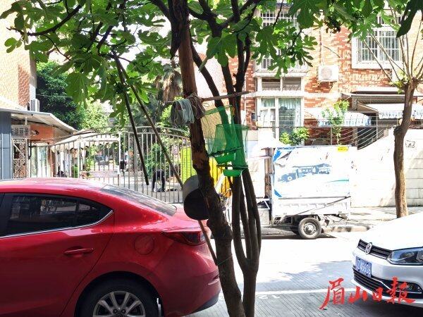 东坡区渝州路39号附近商铺门口行道绿化树上晾晒着衣物、拖把、水桶等物品。