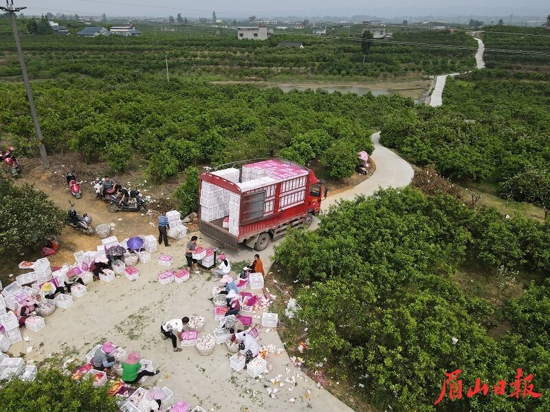 产业便道建成后，卡车开到了果园里。