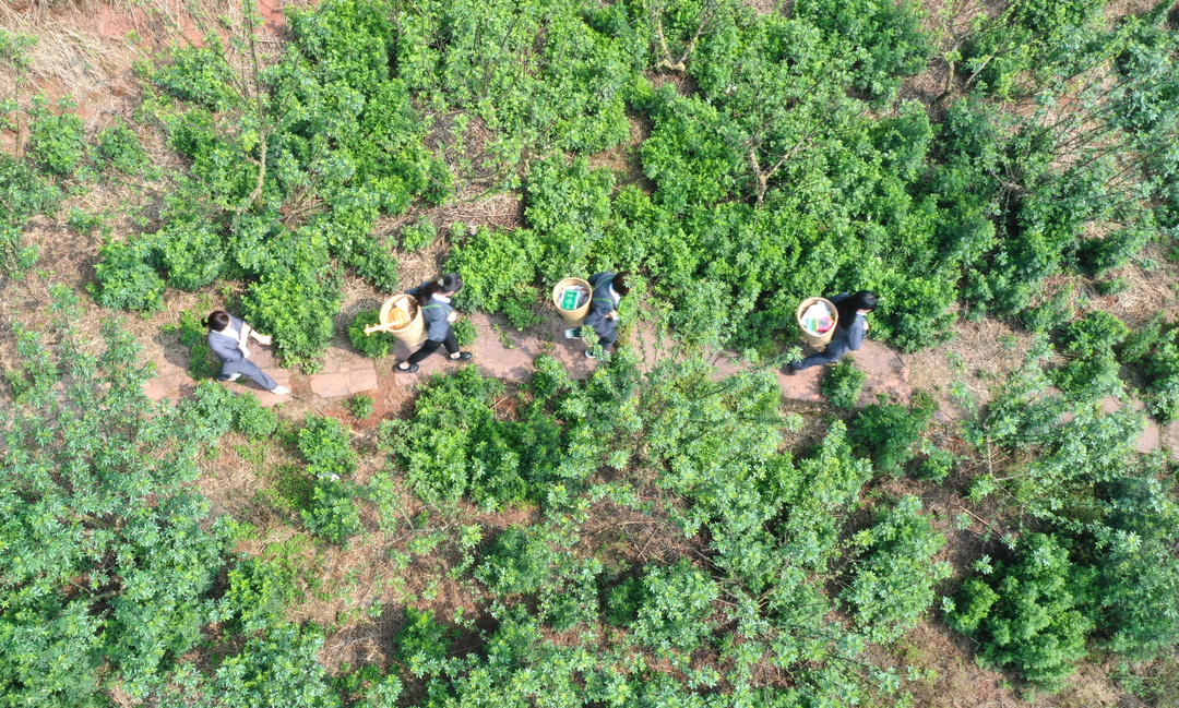 “背篼老师”行走在山间。（资料图片）.jpg