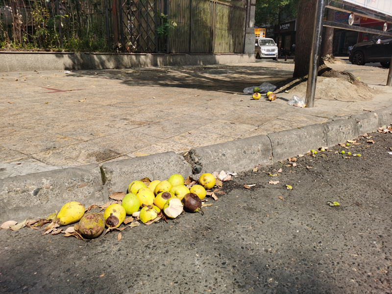 东坡区飞仙街与苏源路交叉口垃圾满地，卫生状况差。.jpg