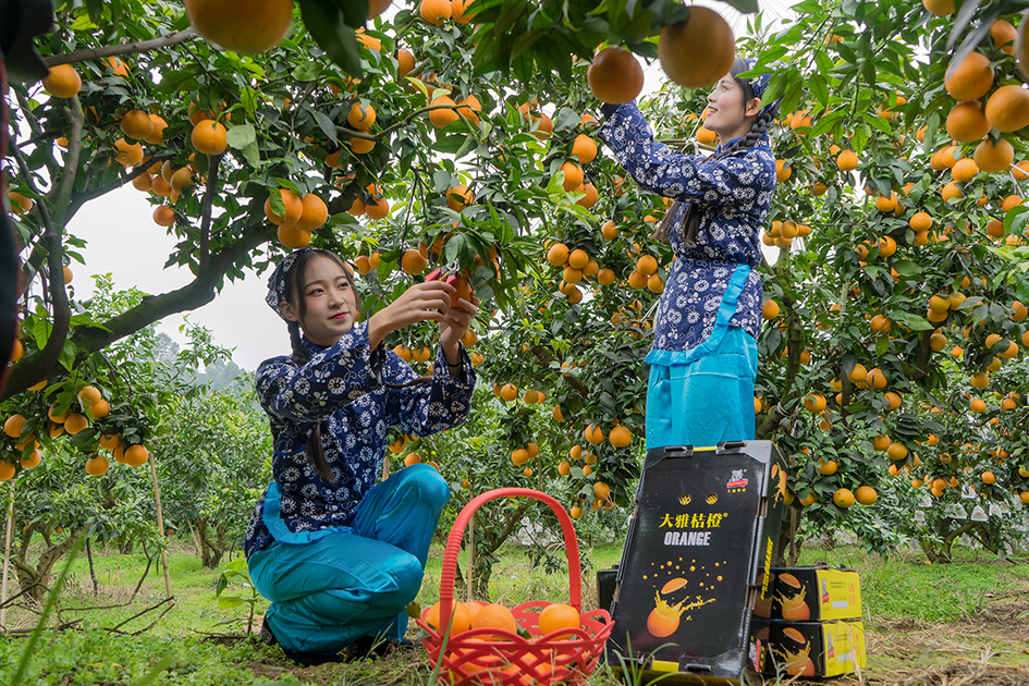 桔橙丰收。资料图片.jpg