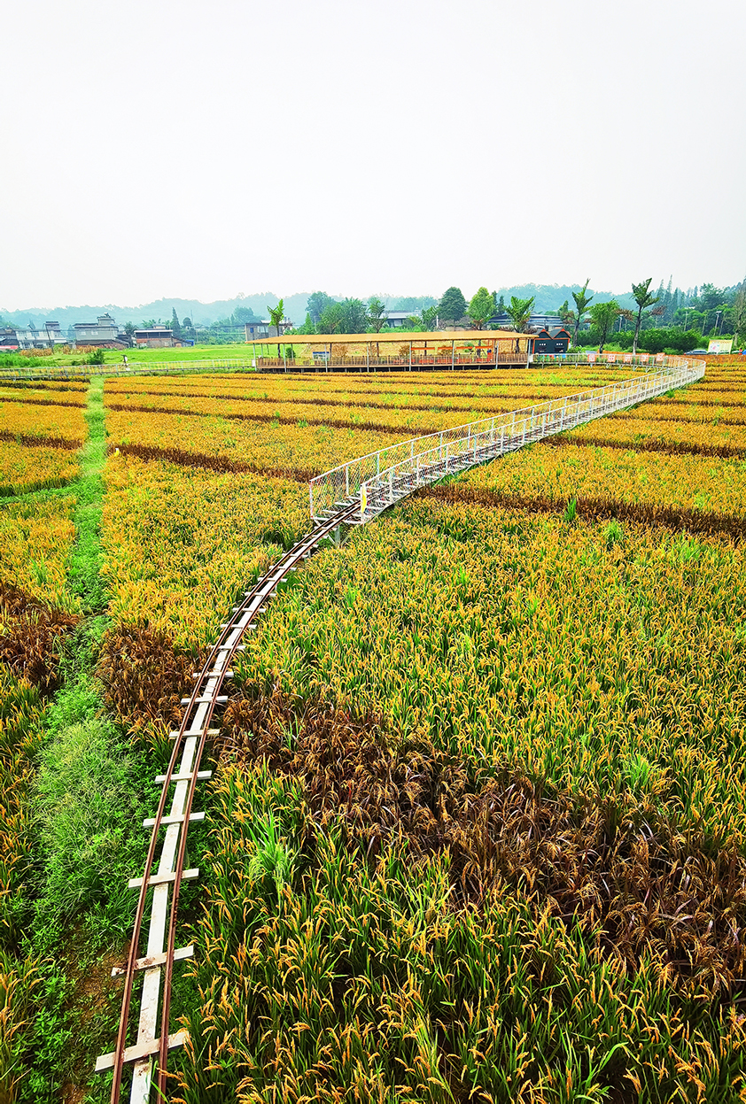 美丽稻田，农旅融合典范。.jpg