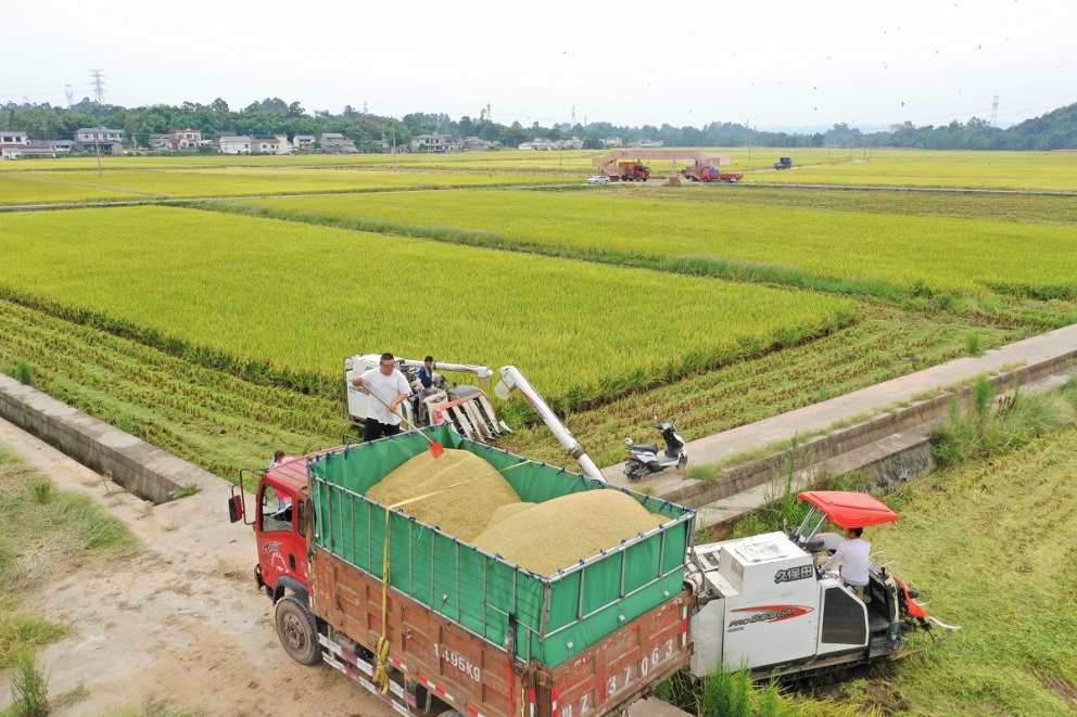 在眉山市青神县西龙镇光辉村，村民操作机械在去年底将“草坪田”“还粮”后的稻田里收割水稻。姚永亮 摄