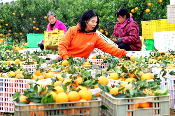 W020221108646157981601_600.jpg W020221108646157981601_600.jpg