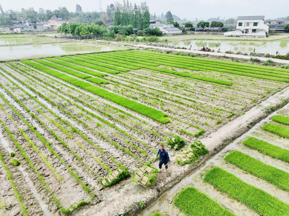  百家池村退草还耕迎来第二年粮食种植