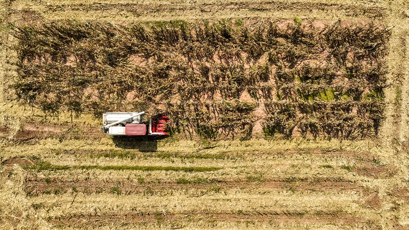 机械化收割玉米。