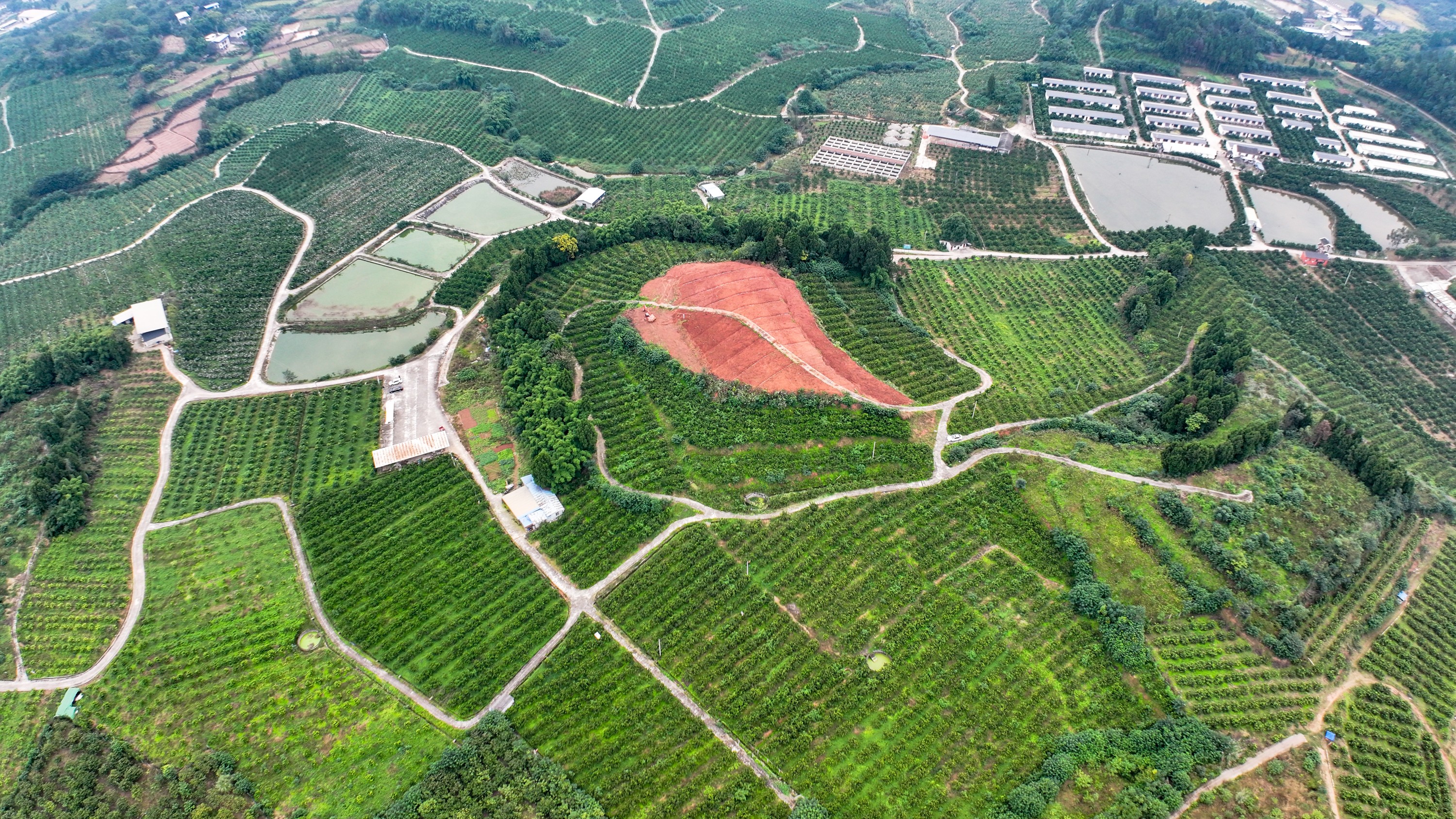 水利社区千亩柑橘基地。