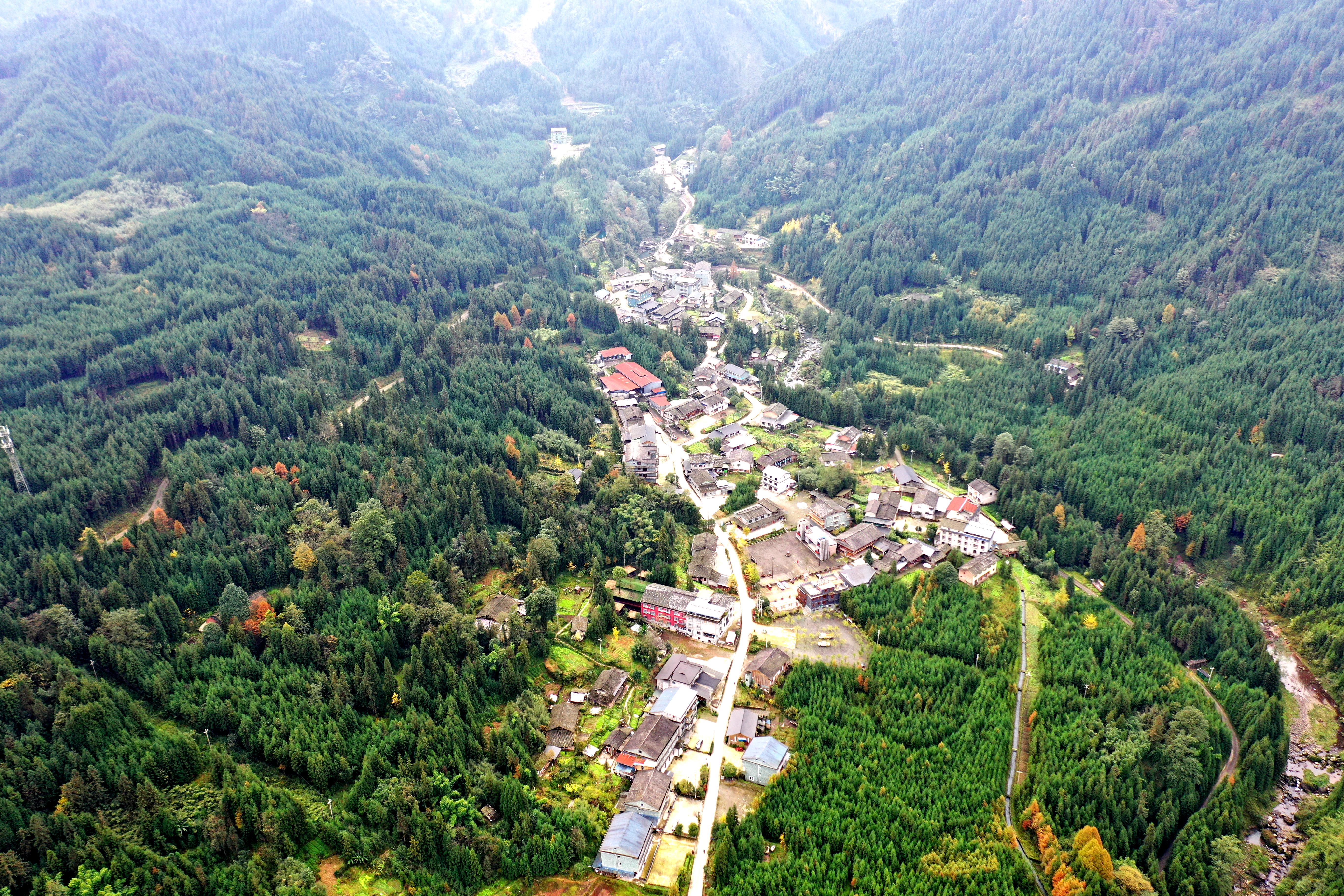  12月23日，冬日里的复兴村，仍绿意盎然。