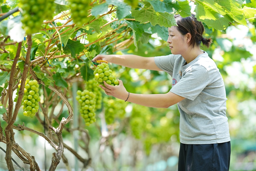 葡萄种植户忙着采收葡萄。.jpg