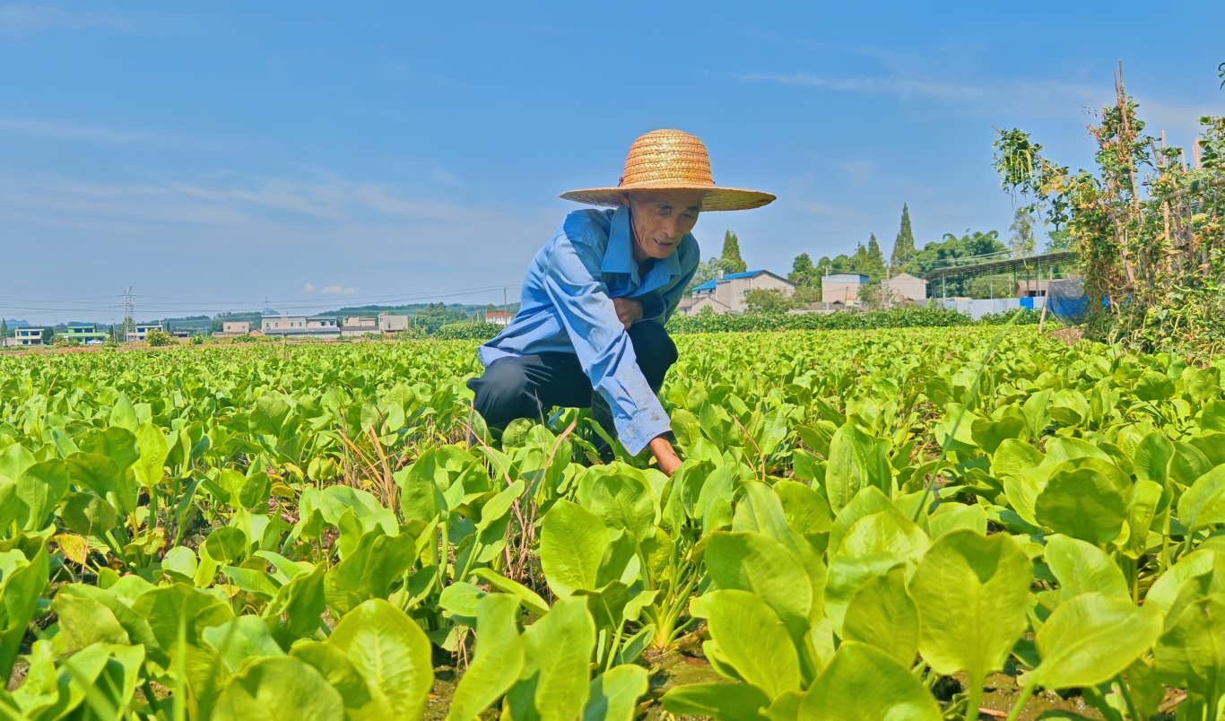 魏明福在泽泻地里除草。.jpg