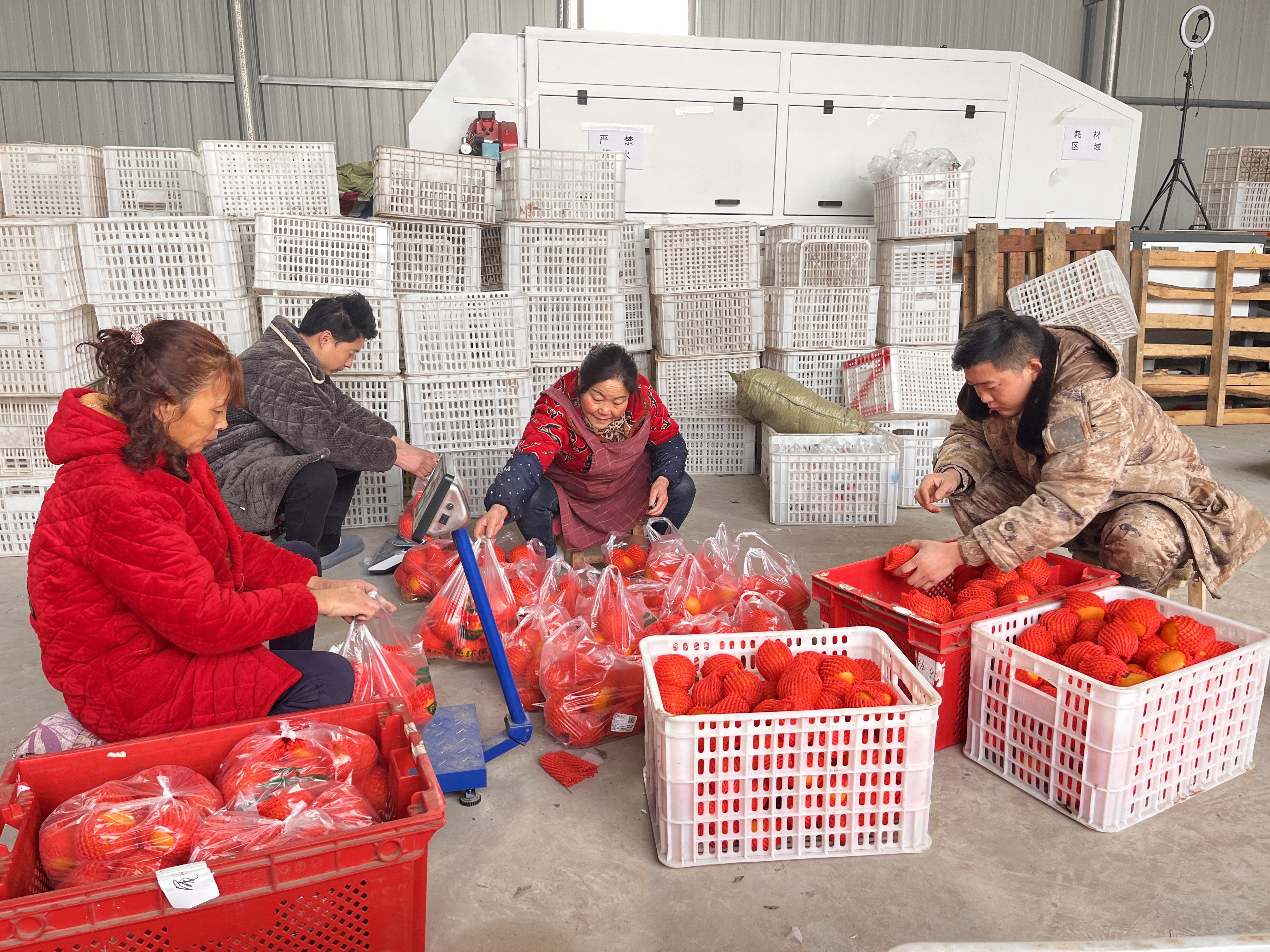 张恒（右）与当地村民一起给柑橘打包装箱