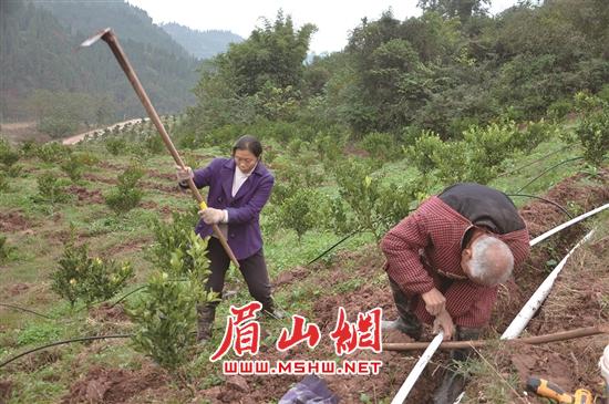 李光华（左）在锄土。.jpg